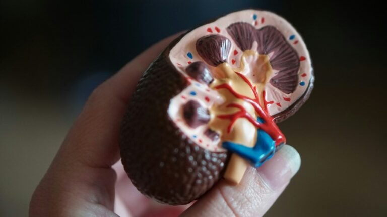 Close-up of a hand holding a detailed anatomical model of a human kidney, showing its internal structures, blood vessels, and outer surface